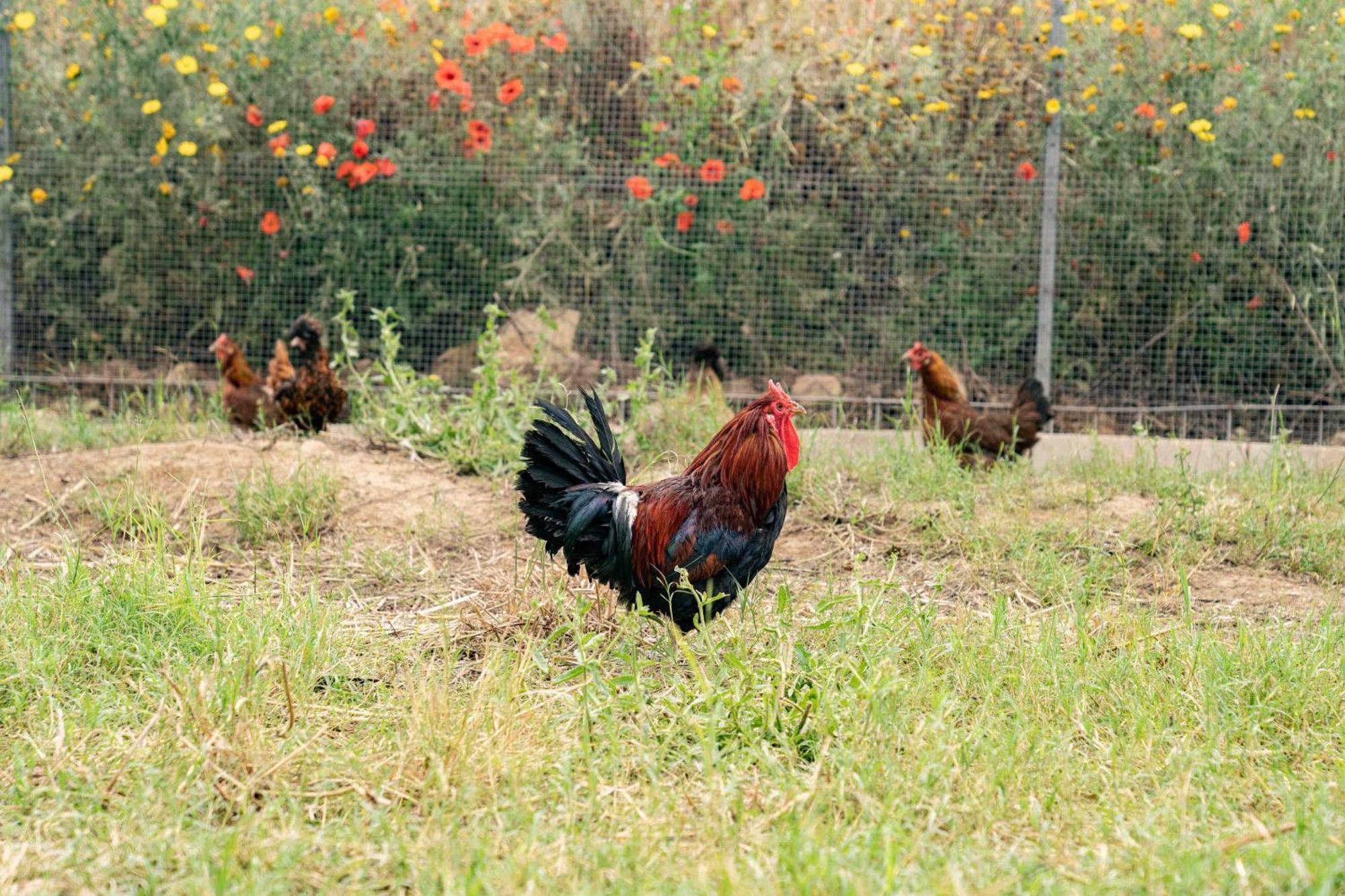 Judeka Agriresort Caltagirone Eksteriør billede