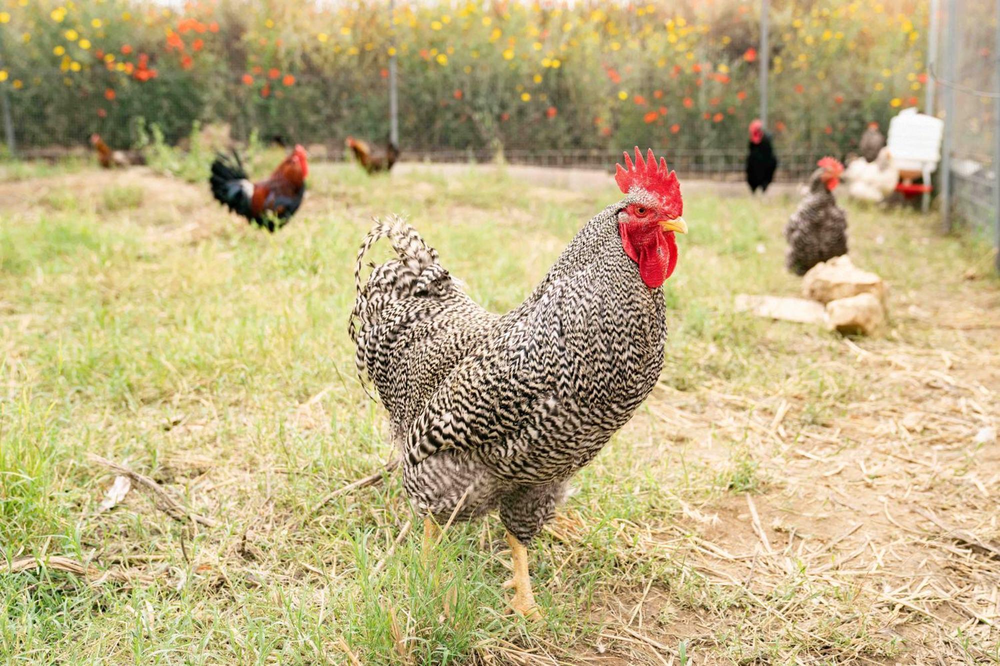Judeka Agriresort Caltagirone Eksteriør billede